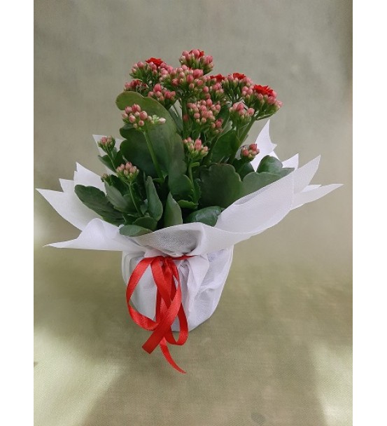 kalanchoe kırmızı