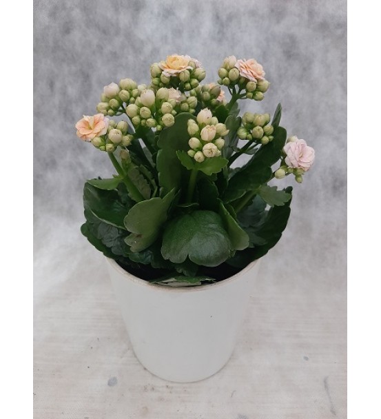 kalanchoe gül kurusu 