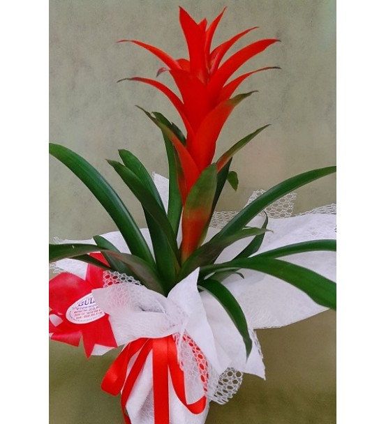 guzmania