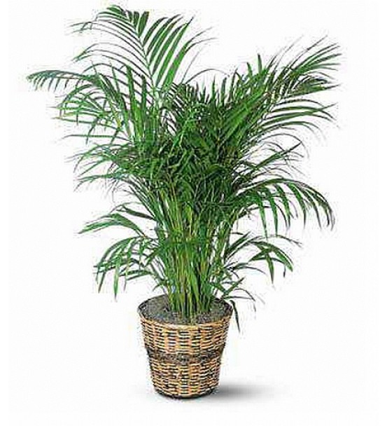 BUYUK BOY AREKA 1,70 cm